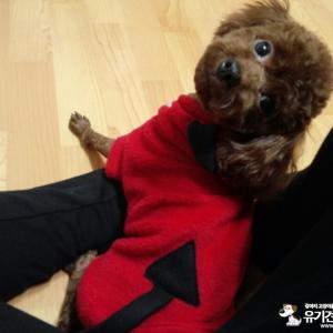 문학동에서 갈색토이푸들을 찾습니다