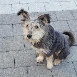 남회색옷 입은 슈나우저 믹스 강아지 찾아요