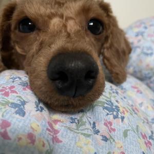 강아지를 찾고 있습니다. 경기도 포천시 영중면 근방에서 잃어버렸습니다