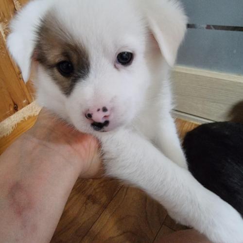 시골강아지 분양합니다