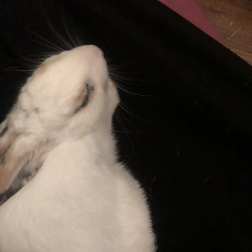 지금까지 키우던 토끼를 분양보냅니다