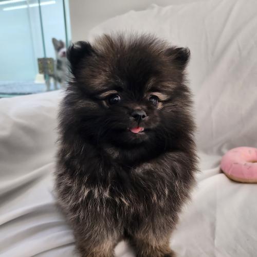 포메 아가 분양해요. 사랑으로 키워주실 분만 연락주세요