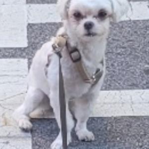 서울 은평구)말티즈  찻습니다