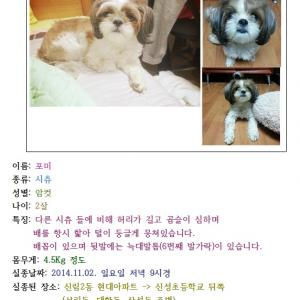 신림 시츄를 찾습니다