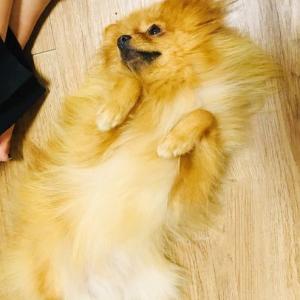 포메라니안 분양해요‼️