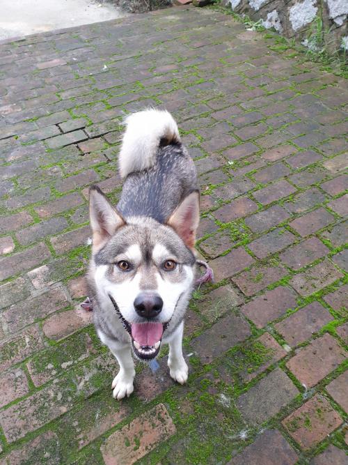 갈색 허스키 관련 품종