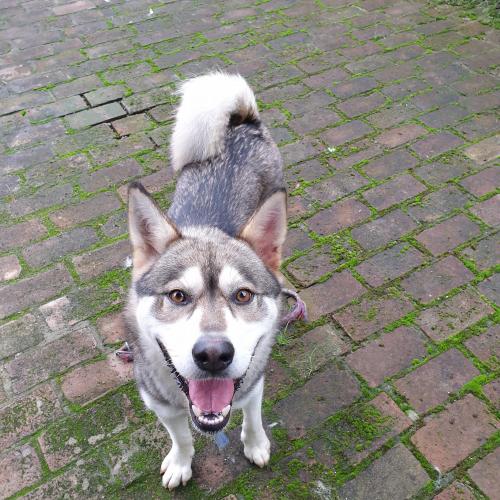 갈색 허스키 관련 품종