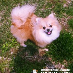 남아 갈색 포메라이언 모리를 정말 애타게 찾고있습니다