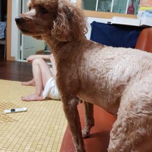 강동구 둔촌동