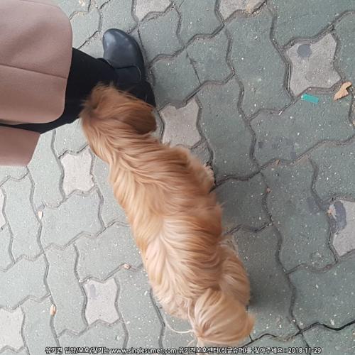 간석시장 시츄믹스