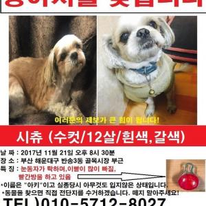 부산 반송3동에서 시츄 찾아요ㅠㅠ