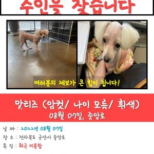 군산 말티즈 여아 강아지 찾으시는 분!!