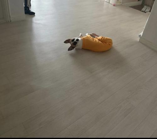 저희 강아지 새로운가족을찾습니다