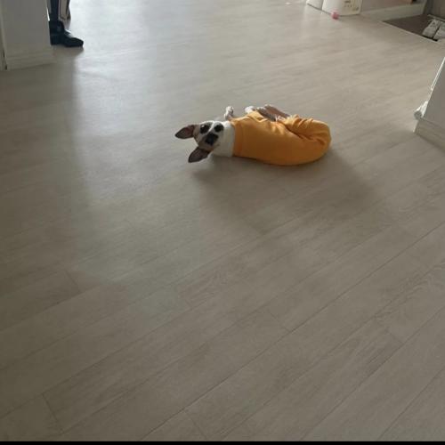 저희 강아지 새로운가족을찾습니다