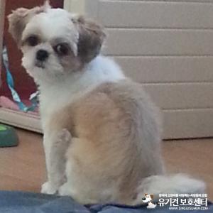 간석동/시츄/암컷/3년