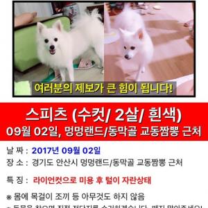 안산 멍멍랜드에서 잃어버린 스피츠 구름이 찾습니다