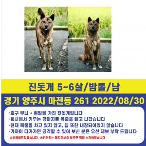 강아지가 탈출했어요 꼭 신고 부탁드려요 ㅜㅜ
