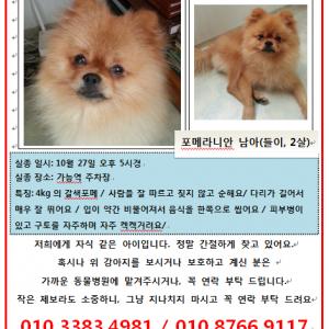 (강아지 찾아요) 의정부시 가능역에서 잃어버린 갈색 포메 찾고 있어요