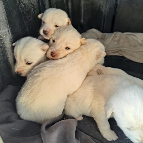 시골믹스견(하얀색) 새끼 분양합니다.