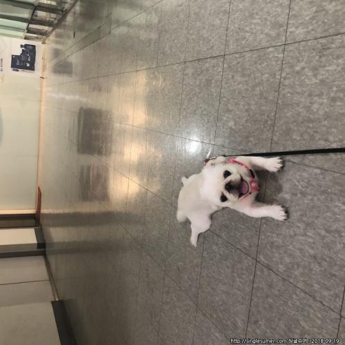 페키니즈9개월분양합니다