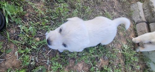 생후 5주된 진돗개 보더콜리 믹스견 분양해요