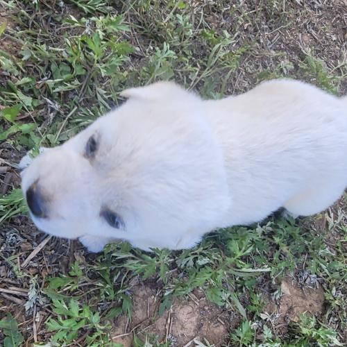 생후 5주된 진돗개 보더콜리 믹스견 분양해요