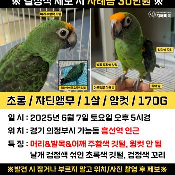앵무새찾아요-의정부