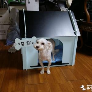5살 말티즈입니다.
