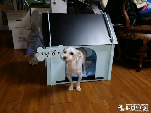 5살 말티즈입니다.