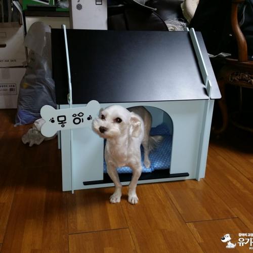 5살 말티즈입니다.