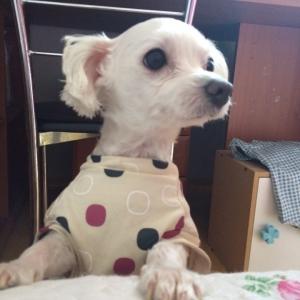 강아지를 찾습니다!!