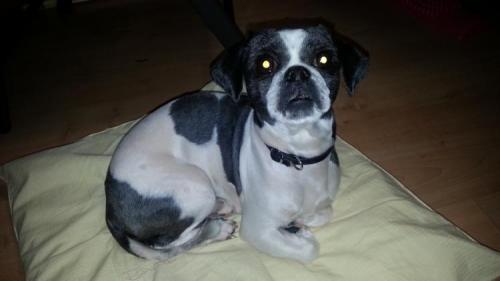 시츄 흰/검 신천산책로 벤치