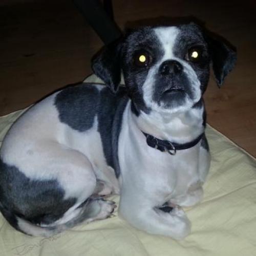 시츄 흰/검 신천산책로 벤치