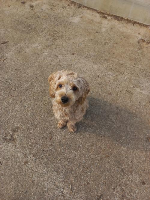 계룡 향한리에서 도곡리 가는 길 1차선 유기견