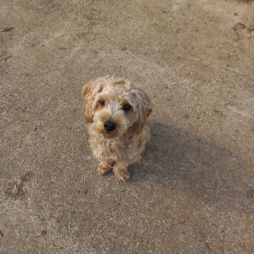 계룡 향한리에서 도곡리 가는 길 1차선 유기견
