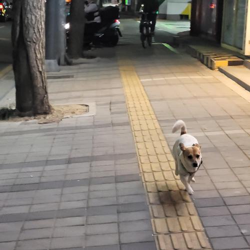 사하구 장림에서 발견한 목줄있는 강아지