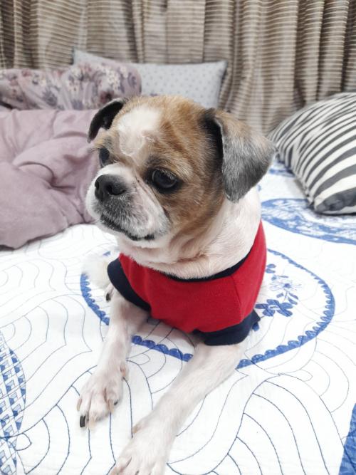 포항에서 암컷시츄잃어버렸어요~