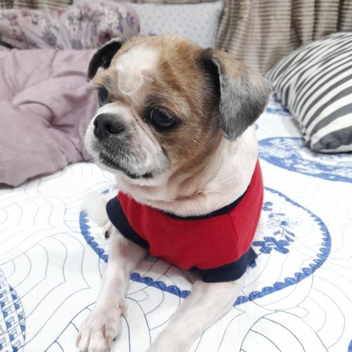 포항에서 암컷시츄잃어버렸어요~