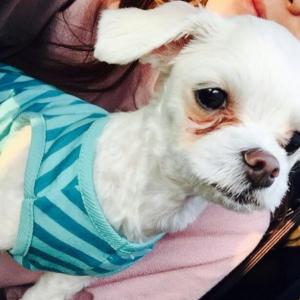 강원도 영월_말티즈 남아_우리 하마 찾아주세요!