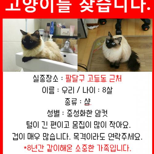 고양이를 찾습니다 제발..