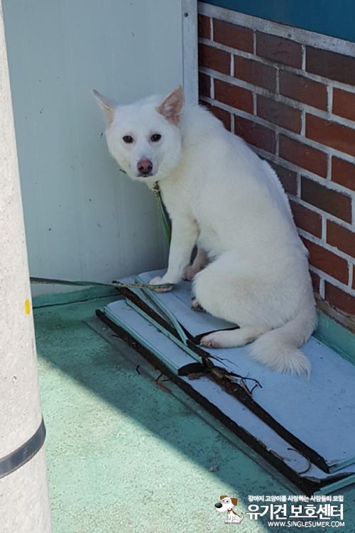 천안유기동물 보호소에서 진도믹스 예솔이 새가족 기다립니다~