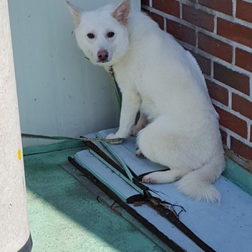 천안유기동물 보호소에서 진도믹스 예솔이 새가족 기다립니다~