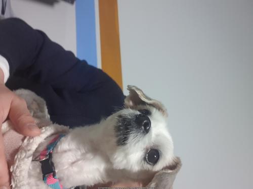 구로구 오류동 흰색 옷입은 유기견 주인 찾습니다.