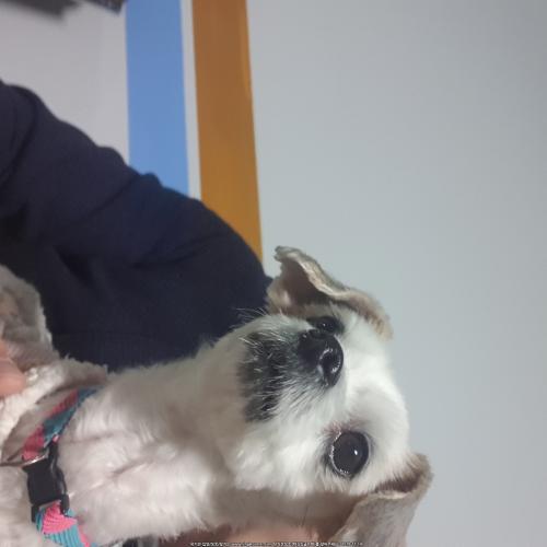 구로구 오류동 흰색 옷입은 유기견 주인 찾습니다.