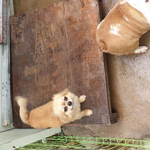 민이가 집을 나갔어요.찾고 싶어요