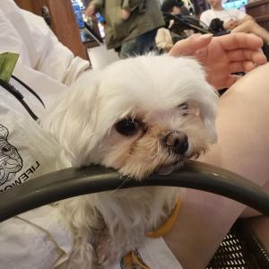 선학동에서 하얀 말티즈 찾고있습니다