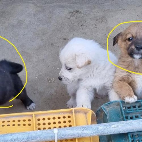 경기도 고양시 / [믹스] 꼬물이들 / 재업로드