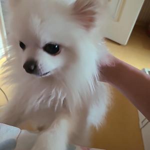 경북 경주시 안강읍에서 잃어버린 동생(강아지) 찾습니다