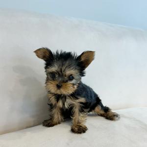 귀여운 요크셔테리어 요키 공주님 분양해용