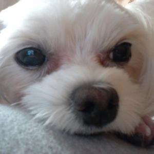 대박이를 찾습니다